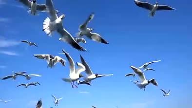 碧海蓝天中的海鸥群视频的预览图